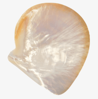 Caviar Accessories - Polished Gold Lip Mother of Pearl Plate