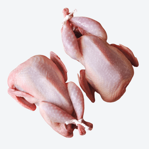 Quail Jumbo Butterfly  (6 Per PKT / 36 Per Box)  **PREORDER - 2 Business Days