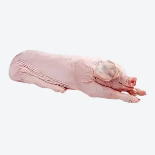 10-11kg Pigs Suckling Whole