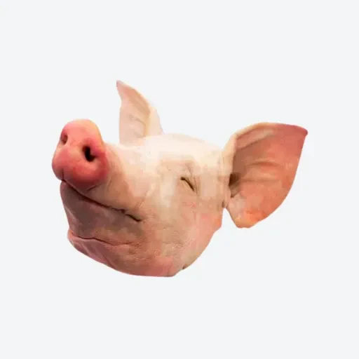 Pig Head