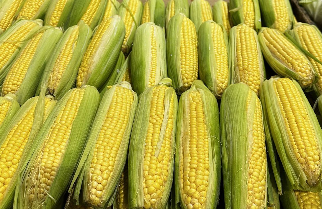 Corn (2pcs)