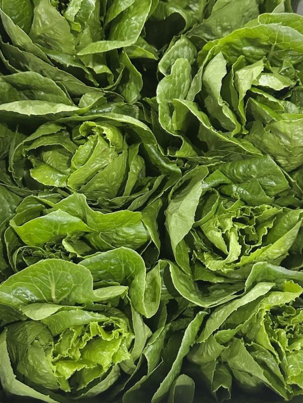 Lettuce - Baby Cos (Each)