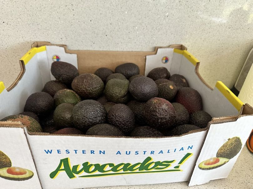 Bulk Avodcados