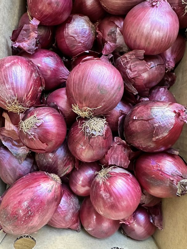 Onion - Red (Each)
