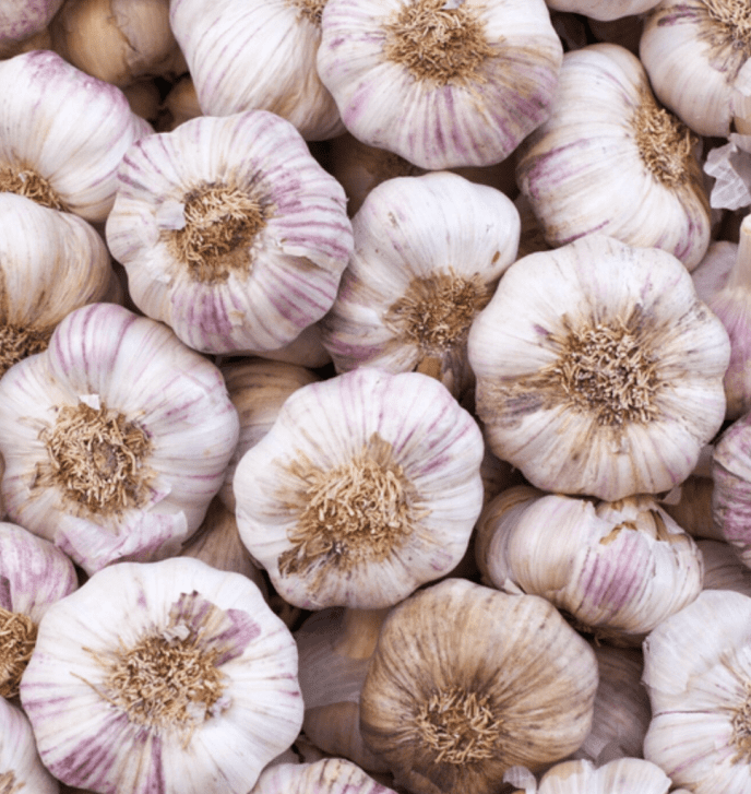 Garlic (Each)