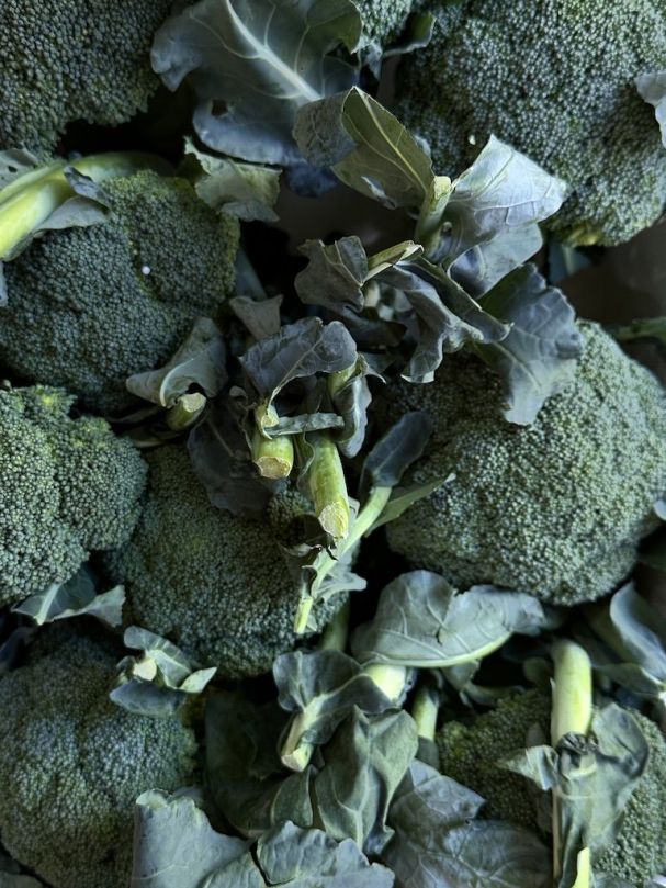 Broccoli (Each)