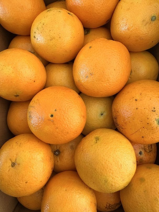 Oranges - Valencia (3pcs)