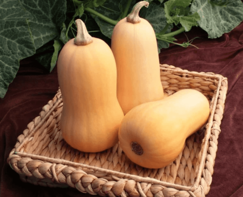 Pumpkin - Butternut (Whole)