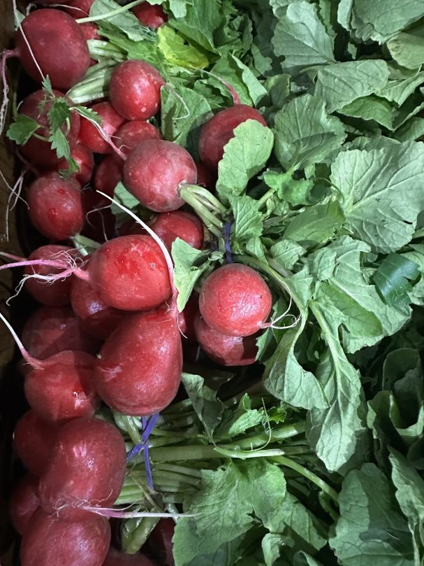 Radish (Bunch)