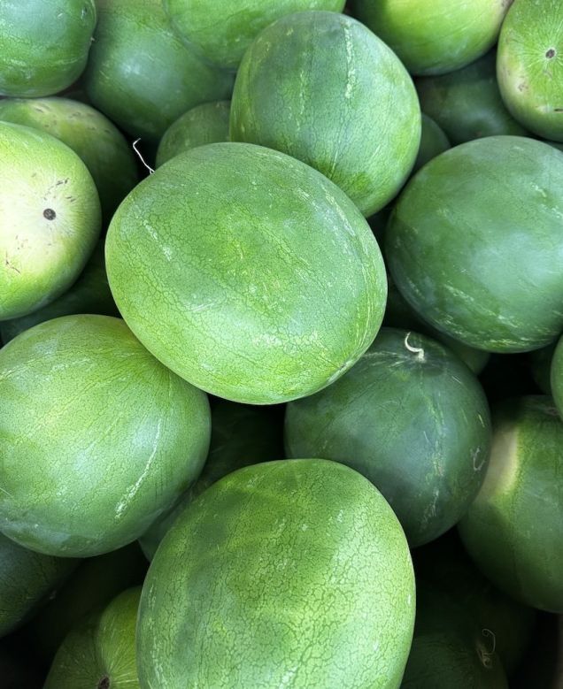Watermelon (Qtr)