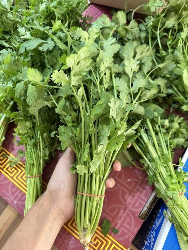 Coriander (Bunch)