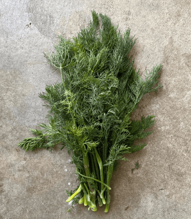 Dill (Bunch)