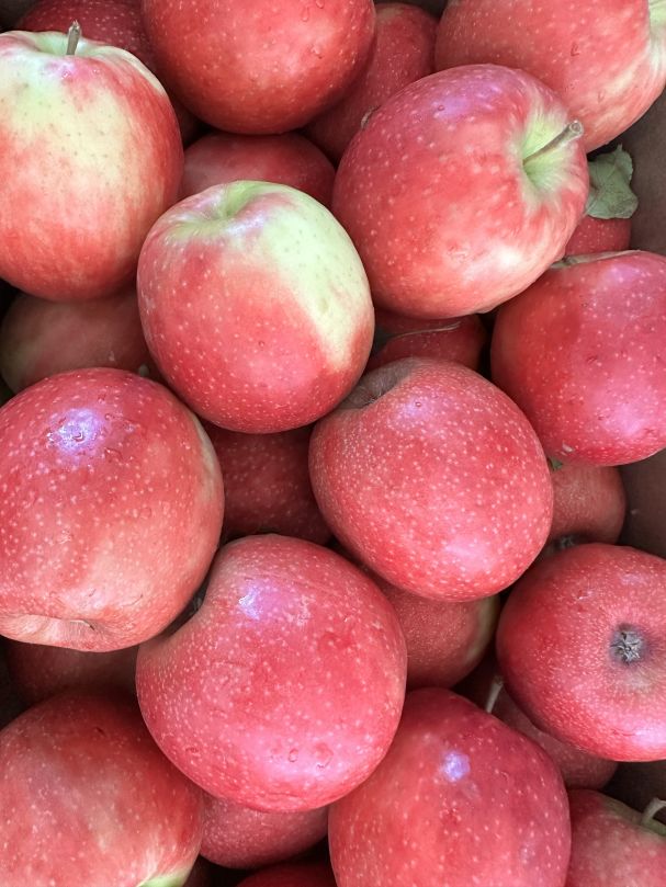 Apples - Pink Lady (min. 3pcs)