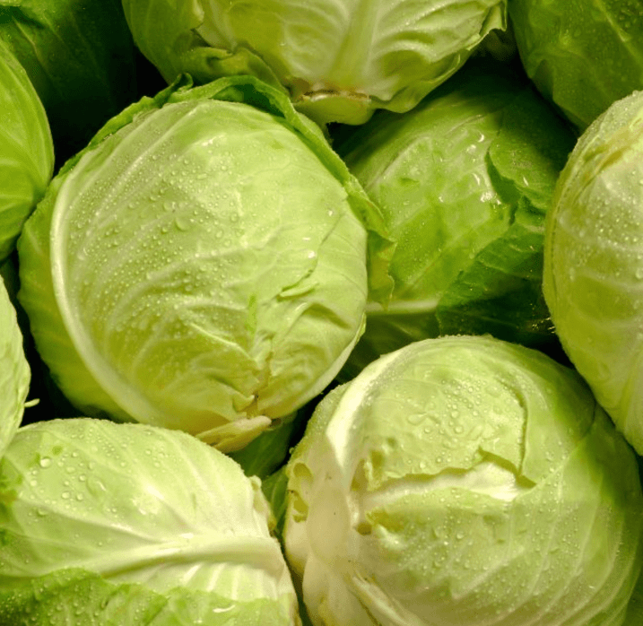 Cabbage - White (Qtr)