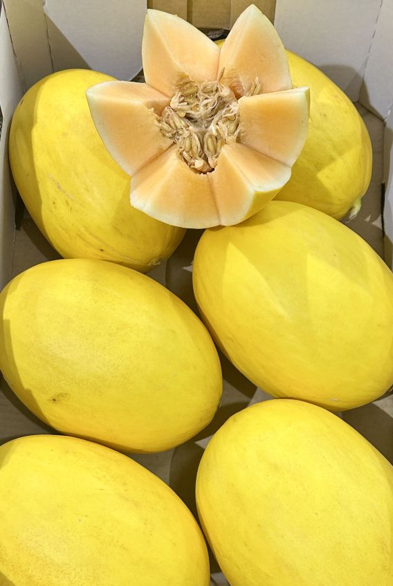 Candy Melon (Each)