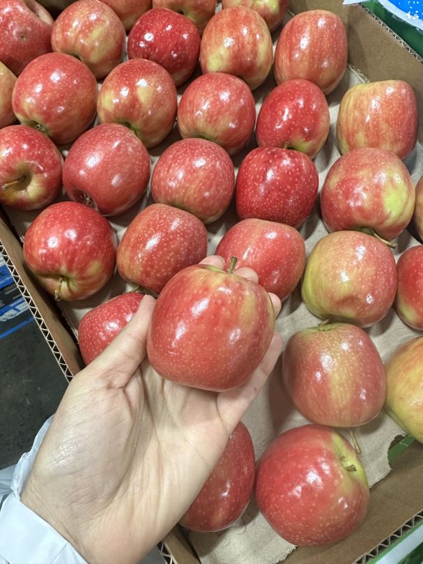Apples - Pink Lady (Mini Bundle 10pcs)