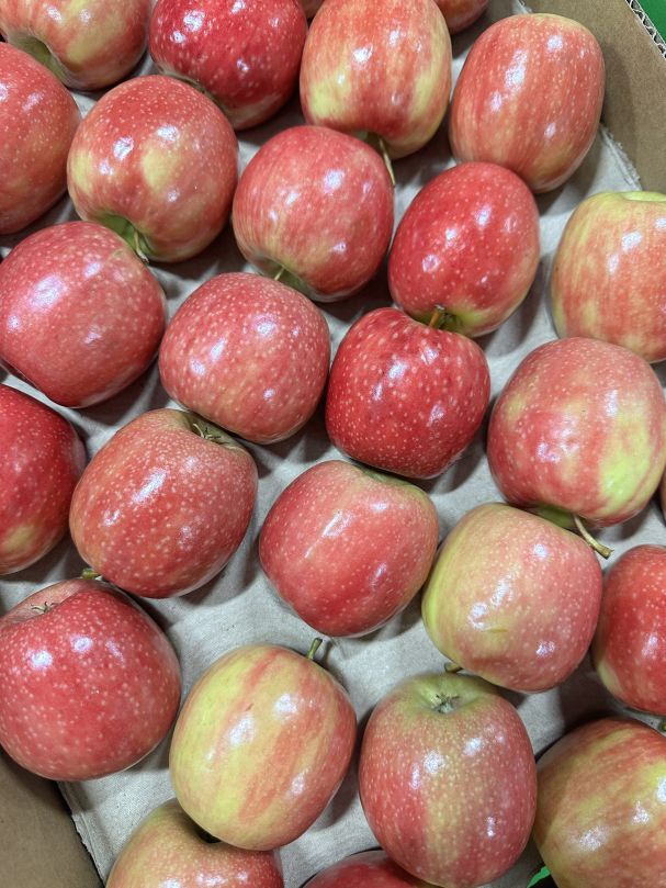 Apples - Pink Lady (Mini Bundle 10pcs)