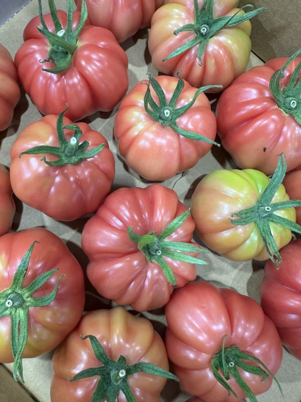 Monterosa Tomatoes (2pcs)